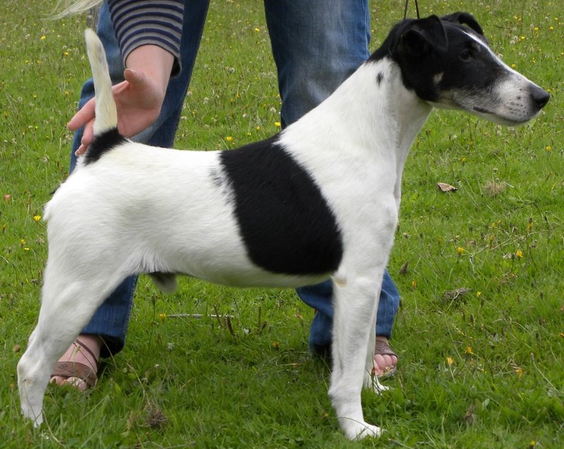 CH. Pluto Of Pip's Made