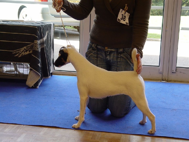 Belle du gai tourtel