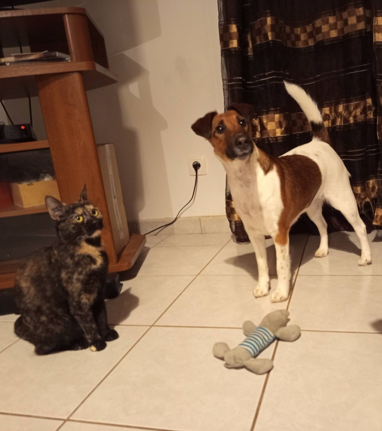 Voice Pumpkin du gai tourtel