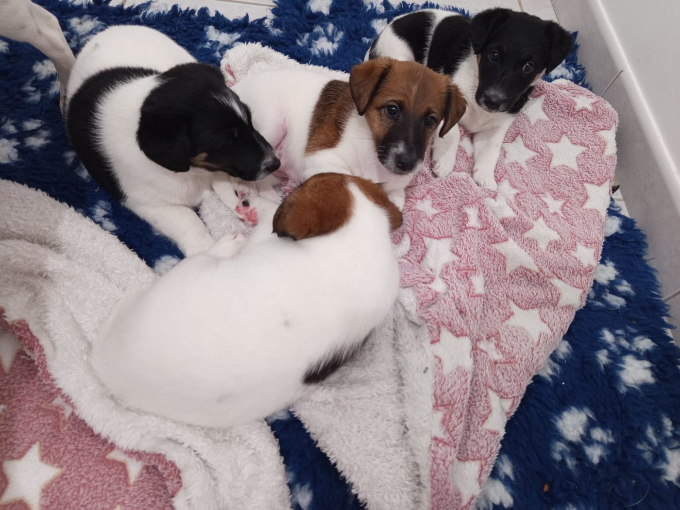 🐾 Réservations ouvertes - Bib bop et Boréal du Gai Tourtel 🐾💕