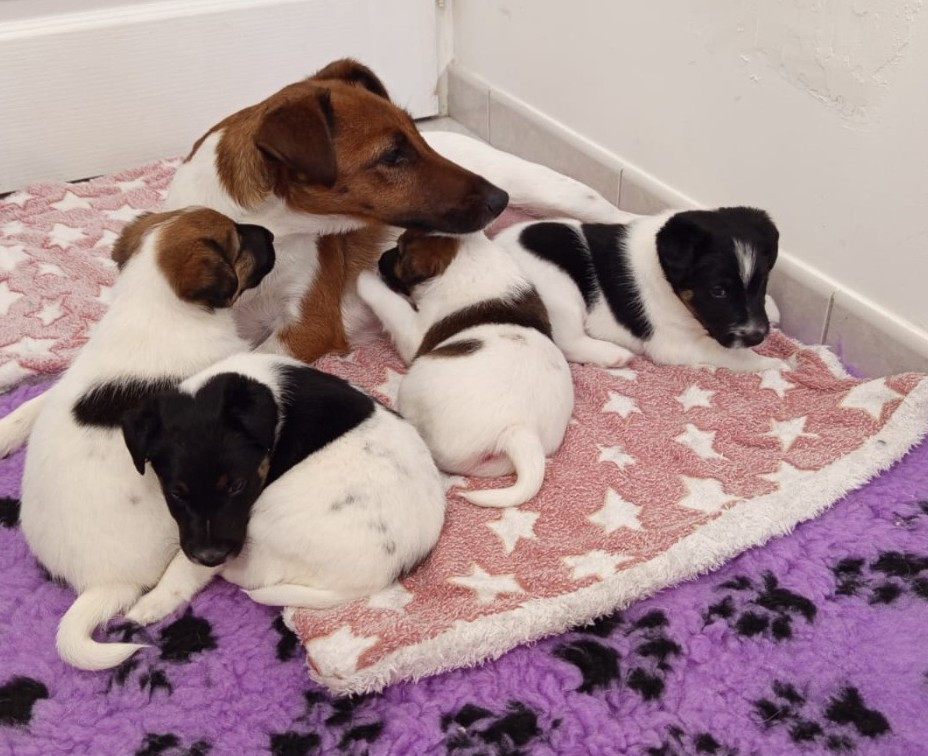 Chiot Fox Terrier Poil lisse du gai tourtel