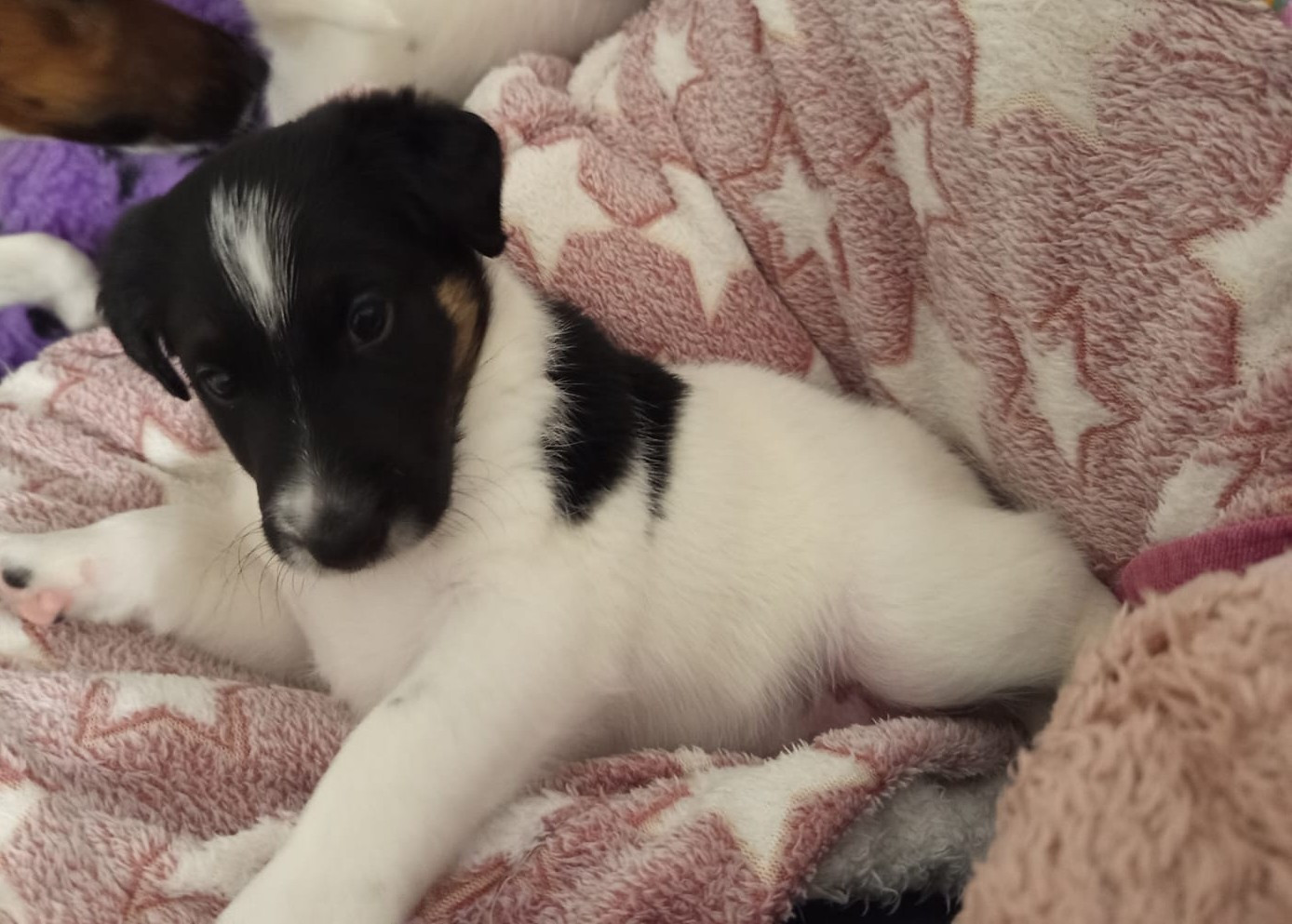 du gai tourtel - Chiots disponibles - Fox Terrier Poil lisse