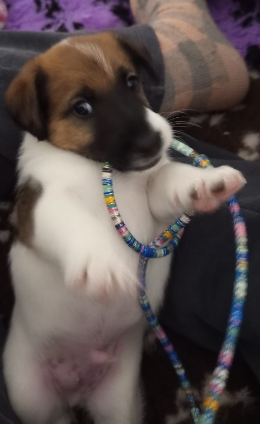 du gai tourtel - Chiots disponibles - Fox Terrier Poil lisse