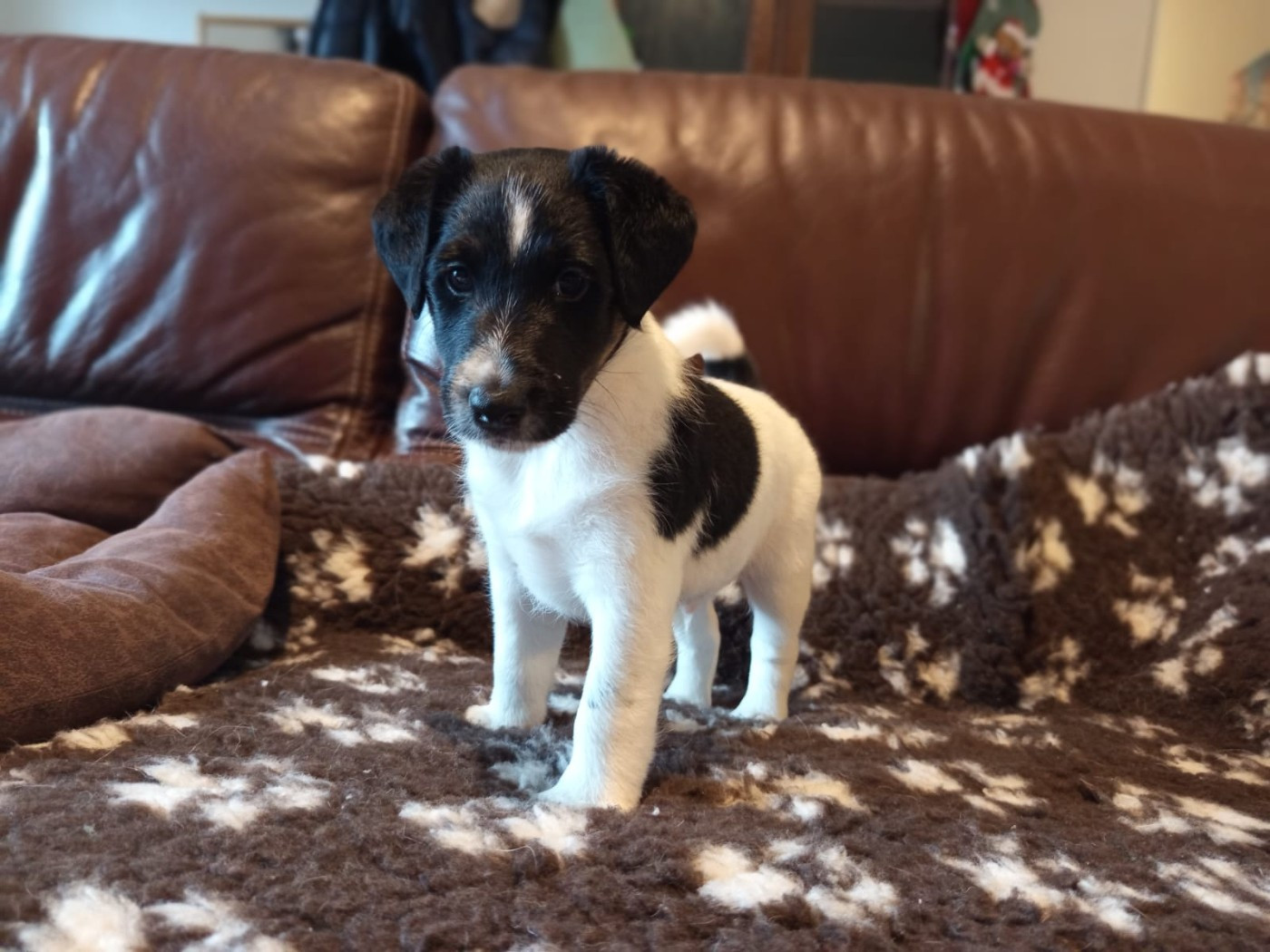 du gai tourtel - Chiots disponibles - Fox Terrier Poil lisse