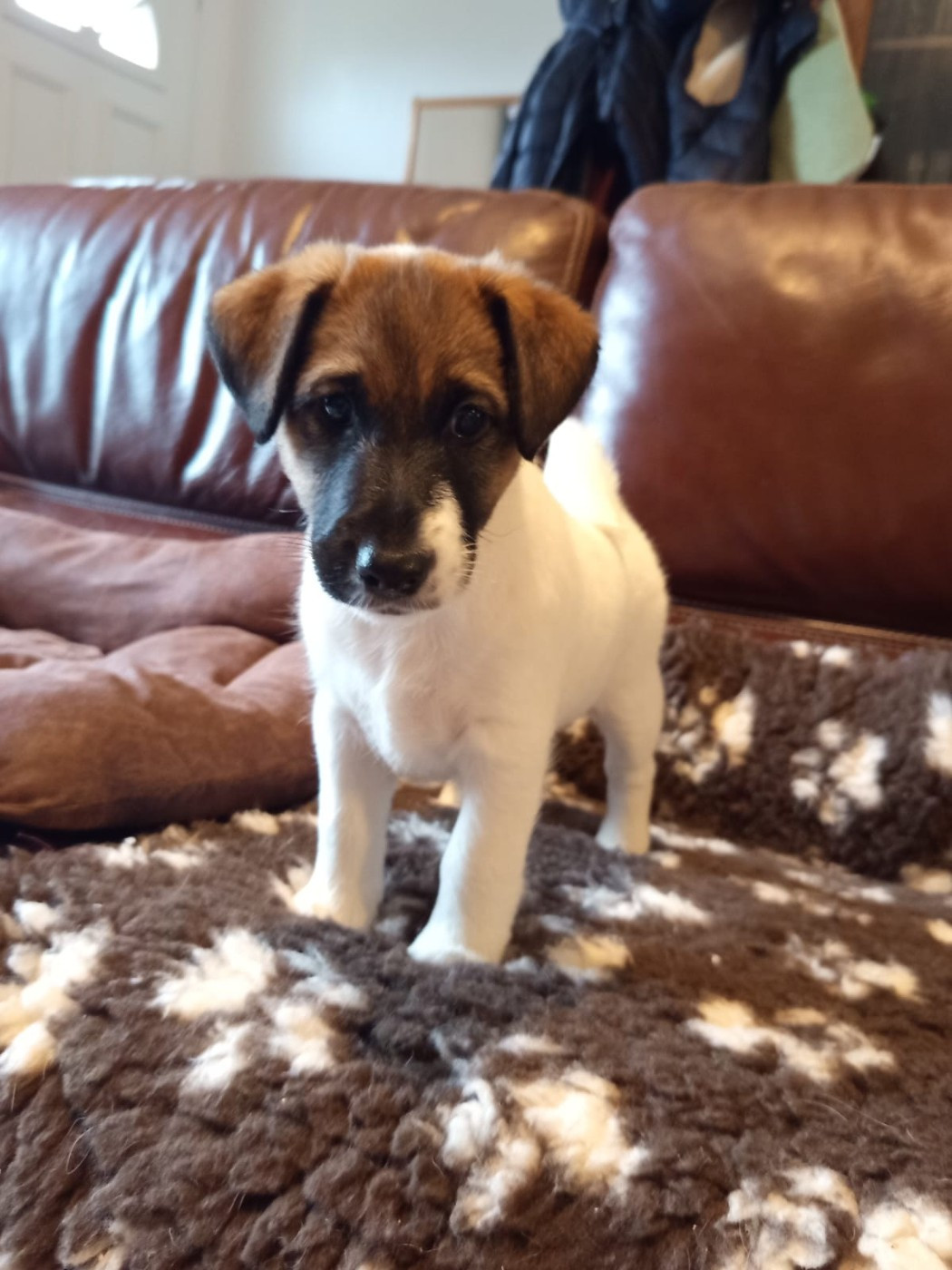 du gai tourtel - Chiots disponibles - Fox Terrier Poil lisse