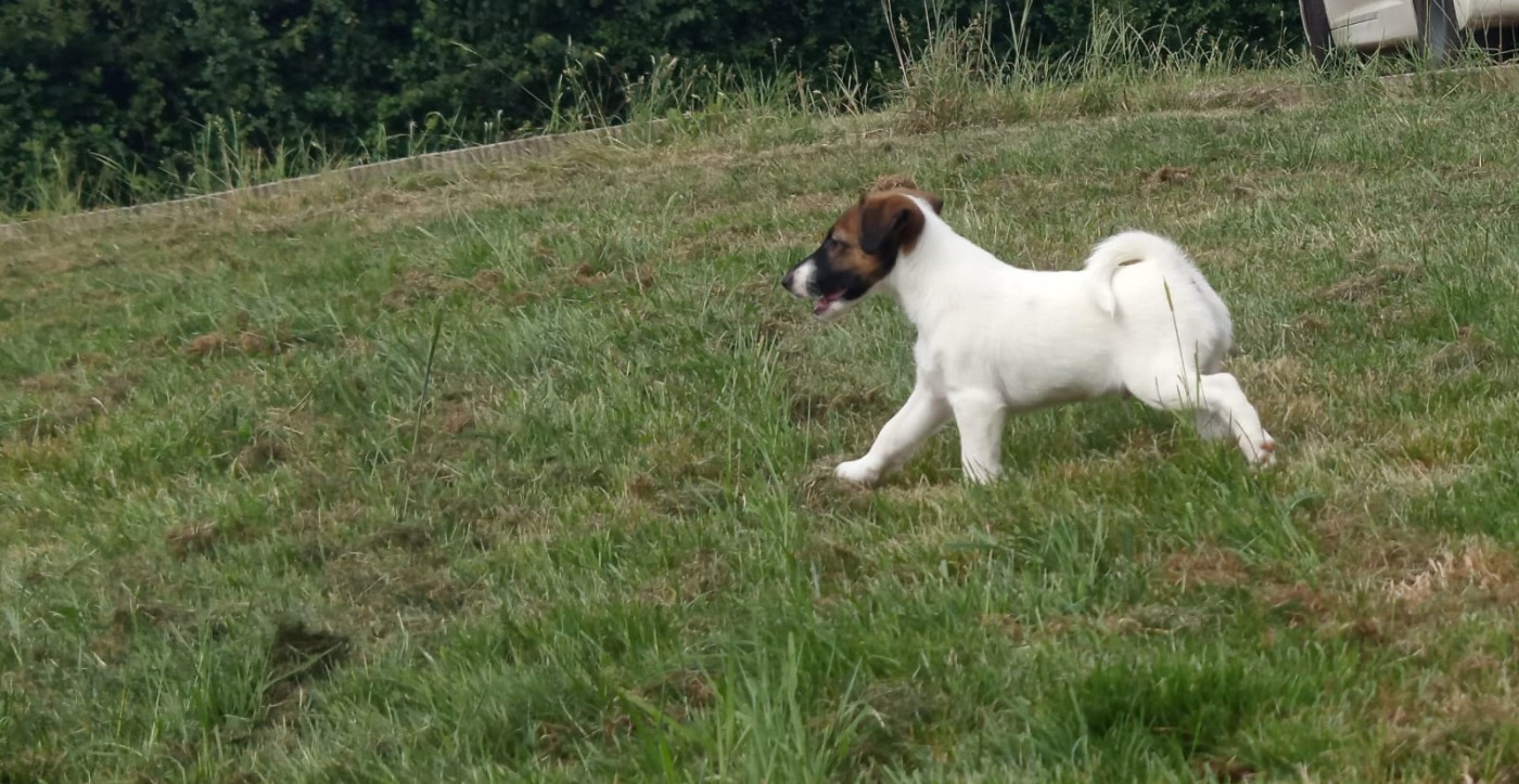 du gai tourtel - Chiots disponibles - Fox Terrier Poil lisse