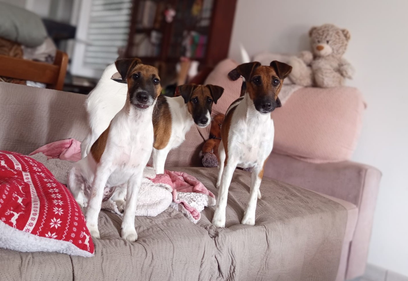 du gai tourtel - Fox Terrier Poil lisse - Portée née le 26/03/2026