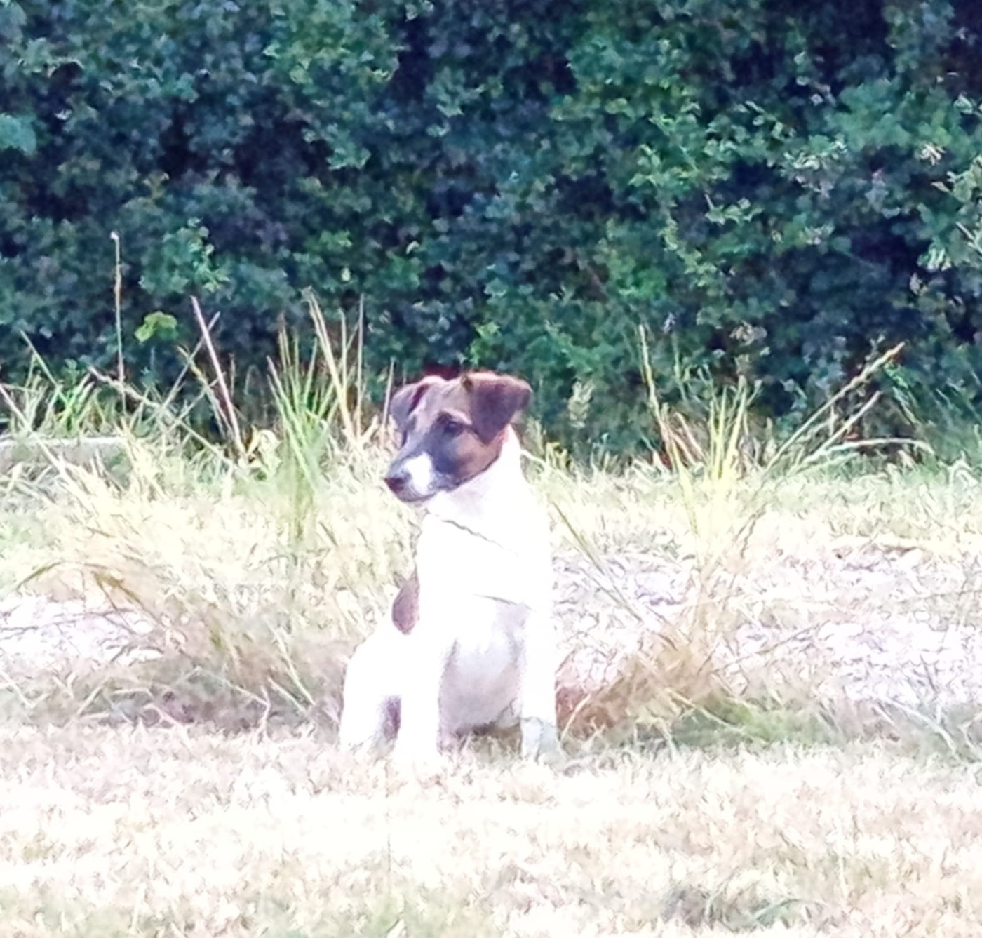 du gai tourtel - Chiots disponibles - Fox Terrier Poil lisse